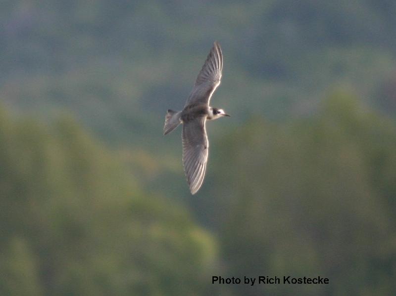 Black Tern 